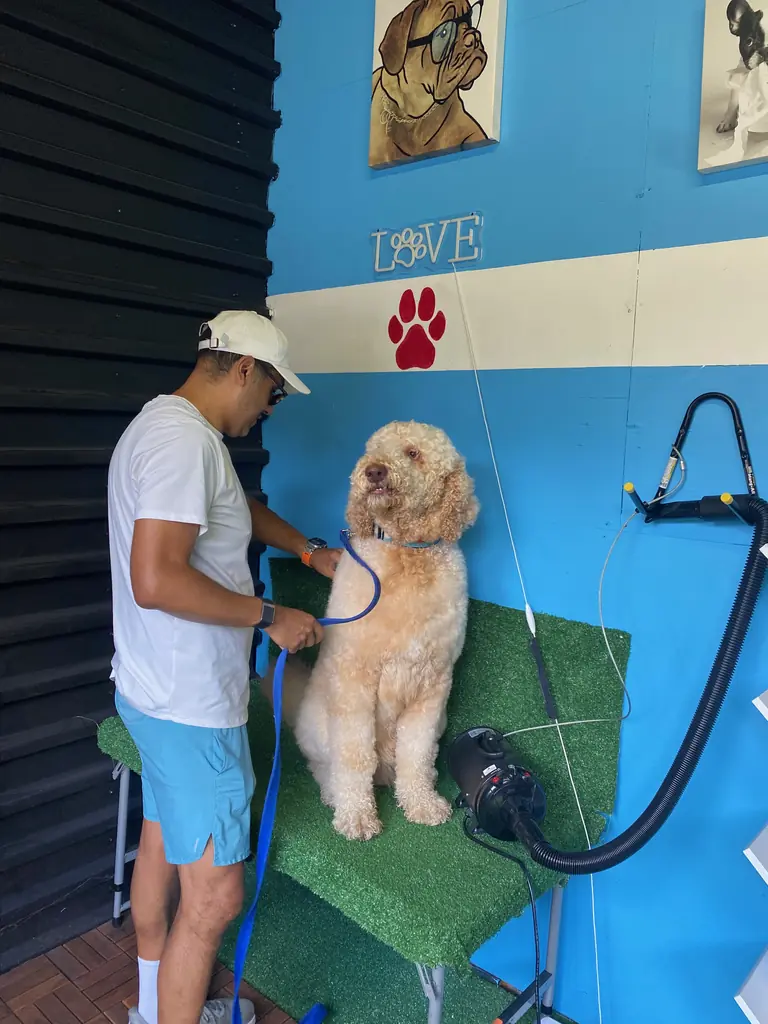 Goldendoodle sitting on the grooming table