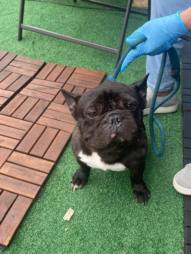 French Bulldog, Squeaky clean